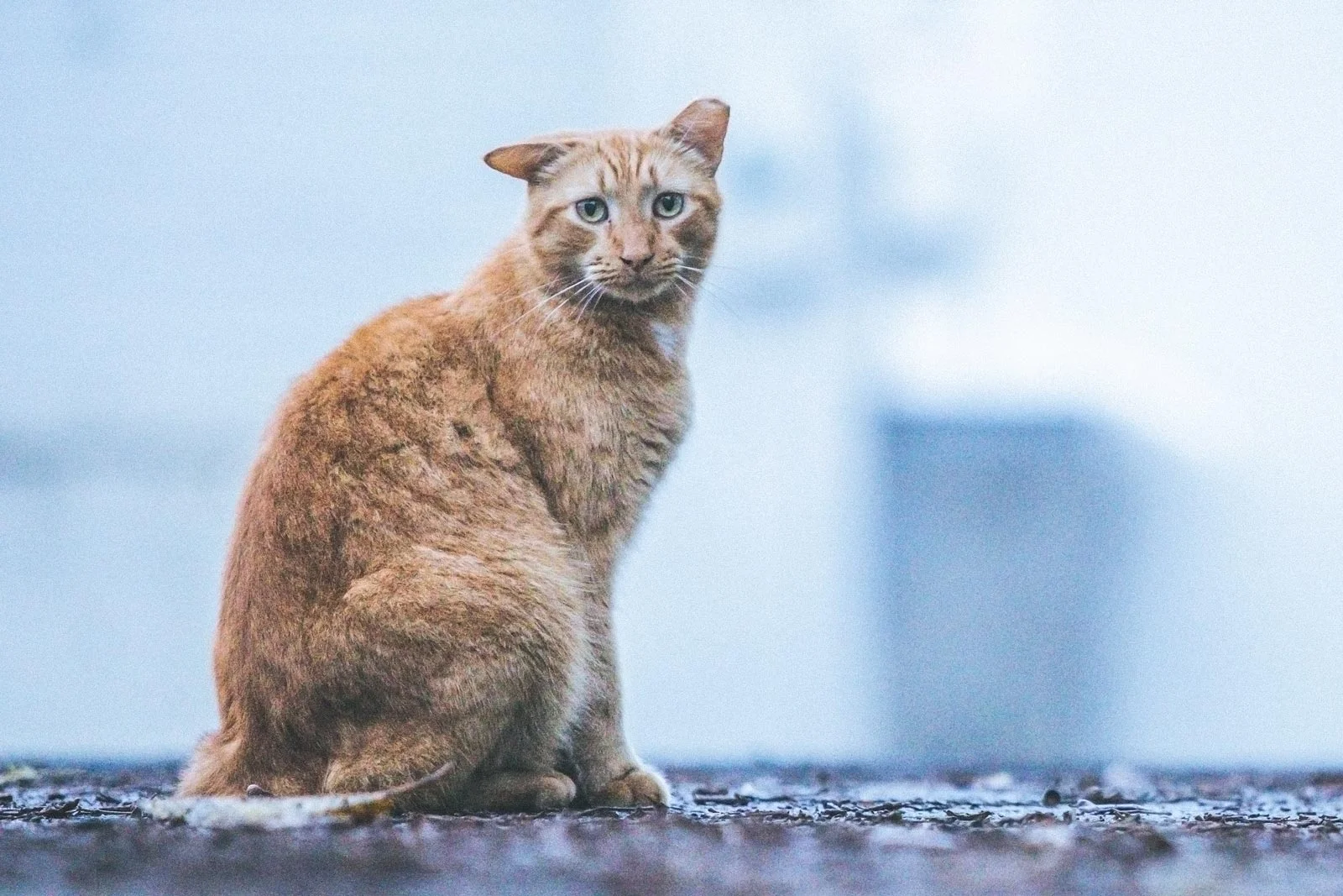 Bubba, a community cat